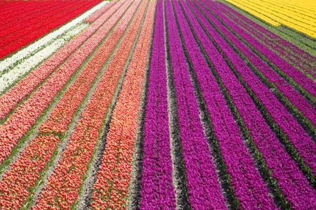 4月欧洲旅游【欧洲6国+库肯霍夫郁金香花园12天】国旅电话