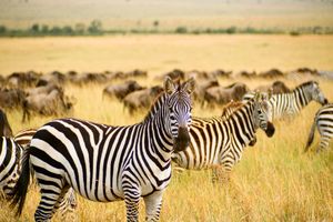 厦门到肯尼亚旅游【XH臻值·非趣不可肯尼亚7天】国旅电话