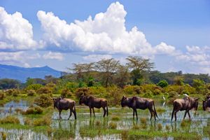 厦门到肯尼亚旅游【XH非趣不可肯尼亚10天】国旅电话