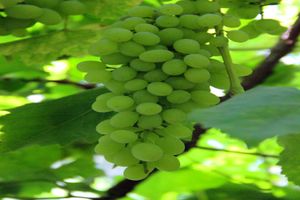 厦门中国国旅【6月全景北疆】喀纳斯、哈巴河8日 国旅电话