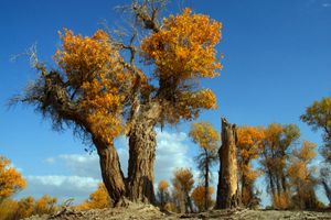 厦门中国国旅【6月丝路传奇】兰州、张掖、敦煌七日 国旅电话