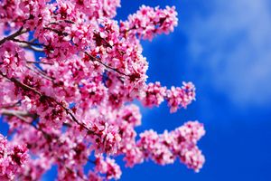 厦门国旅【东瀛初印象】东京箱根京都大阪6日 国旅电话