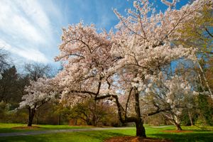 厦门国旅【双古都-本州枫情之旅】日本六日游 国旅电话