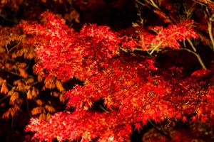 厦门国旅【特惠之旅】东京大阪京都箱根6日 国旅电话