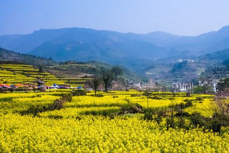 中国国旅婺源旅游团【纯玩团3-5天线路推荐】无购物无自费